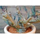 JMS 10Pcs Othonna Protecta JMS Seed