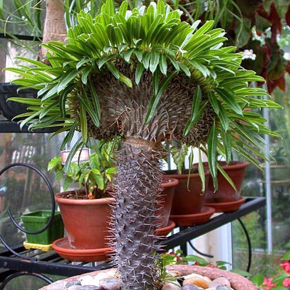 JMS 10Pcs Pachypodium Lamerei JMS Seed