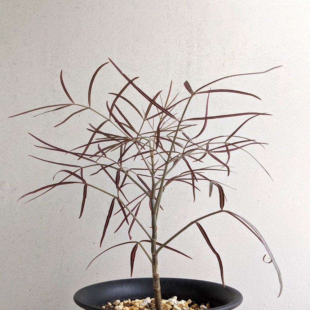JMS 1Pcs Cyphostemma Mappia JMS Seed