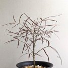 JMS 1Pcs Cyphostemma Mappia JMS Seed