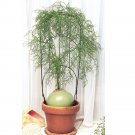 JMS 10Pcs B0Wiea Volubilis JMS Seed