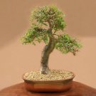 JMS 5Pcs Commiphora Harveyi JMS Seed