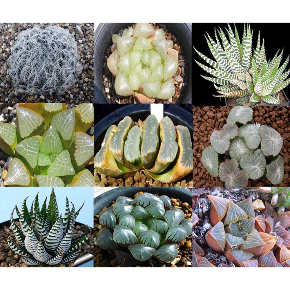JMS 10Pcs Haworthia Mix JMS Seed