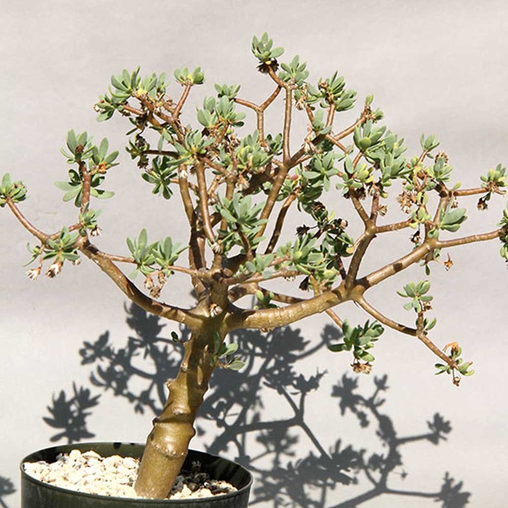 JMS 5Pcs Othonna Arbuscula JMS Seeds
