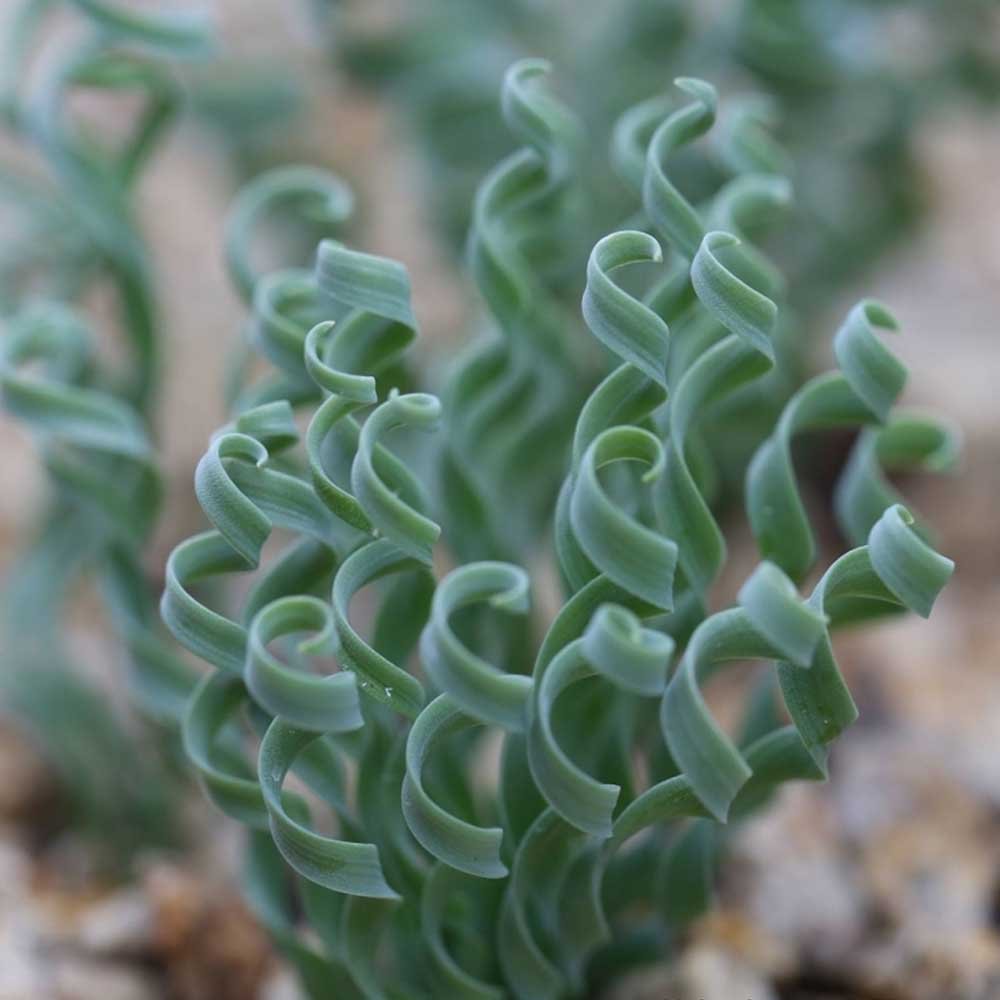 JMS 10Pcs Albuca Concordiana JMS Seeds