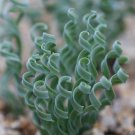 JMS 10Pcs Albuca Concordiana JMS Seeds