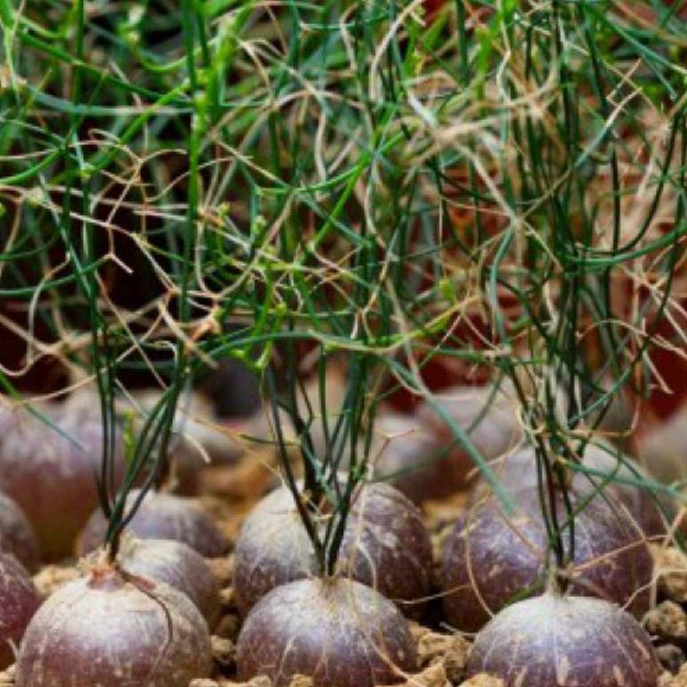 JMS 10Pcs Schizobasis Intricata JMS Seeds