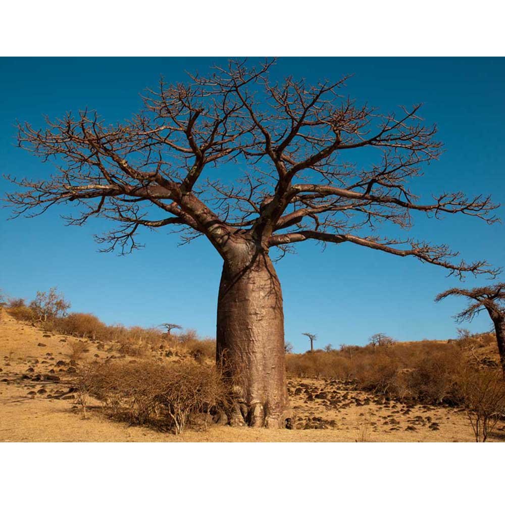 JMS 2Pcs Adansonia Digitata - Baobab Tree - Excellent Bonsai