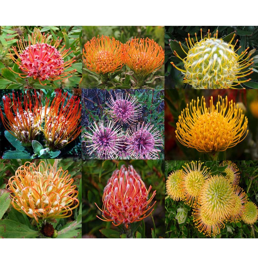 JMS 6Pcs Leucospermum Seeds Rare Plants