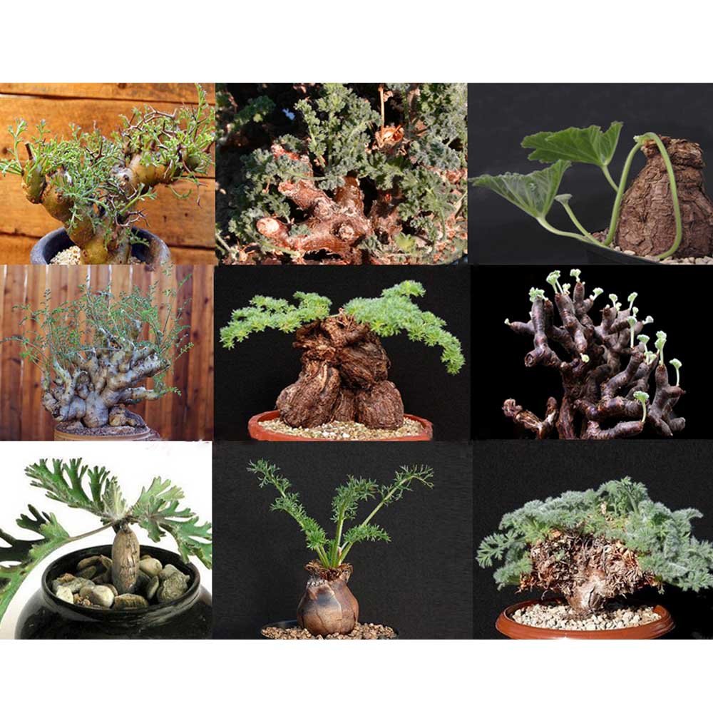 JMS 5Pcs Pelargonium Mix Seeds Rare Plants