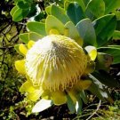 JMS 6Pcs Protea Nitida (Wagon Tree) Flower Seeds