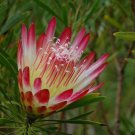JMS 6Pcs Protea Repens Seeds - Rare South African Shrub - Cut Flowers!