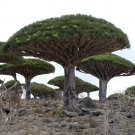JMS 5Pcs Dragon Tree (Dracaena Draco) - JMS Plant Seeds