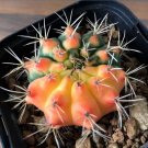 JMS 10Pcs Gymnocalycium Anisitsii Seeds Rare Cactus Plants
