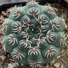 JMS 10Pcs Gymnocalycium Quehlianum Seeds Rare Cactus Plants