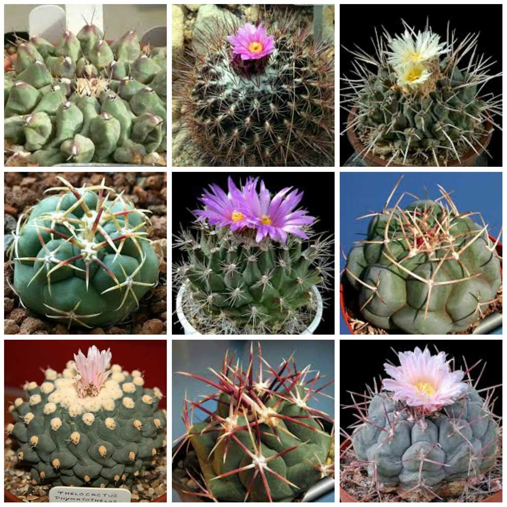 JMS 10Pcs Thelocactus Mix Seeds Rare Cactus Plants