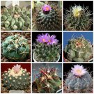 JMS 10Pcs Thelocactus Mix Seeds Rare Cactus Plants