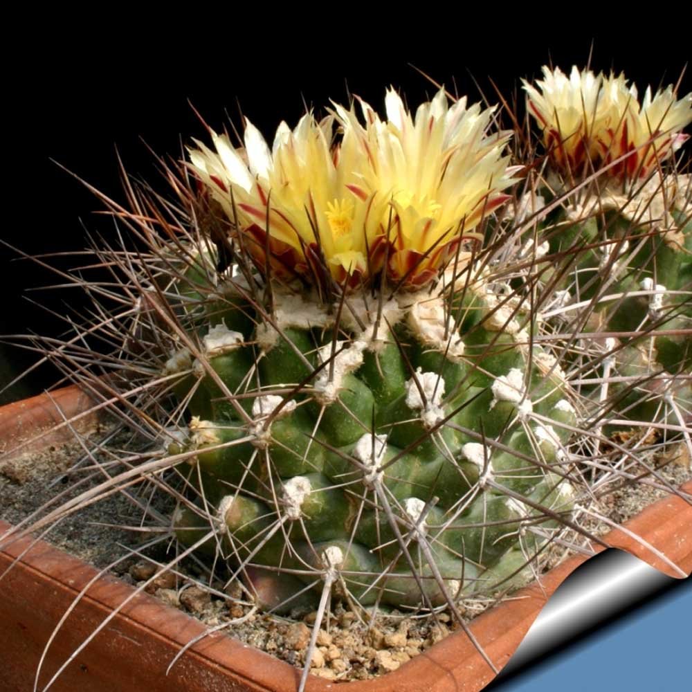 JMS 10Pcs Thelocactus Flavus Hk 362 Seeds Rare Cactus Plants