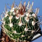 JMS 10Pcs Echinofossulocactus Zacatecasensis Seeds Rare Cactus Plants