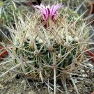 JMS 10Pcs Echinofossulocactus Dichroacanthus Seeds Rare Cactus Plants