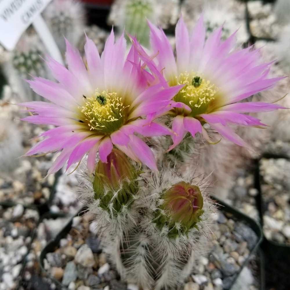 JMS 10Pcs Echinocereus Albispinus Seeds Rare Cactus Plants