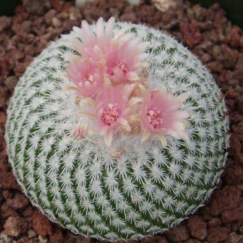 JMS 10Pcs Epithelantha Micromeris Seeds Rare Cactus Plants