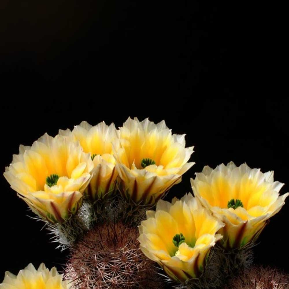 JMS 10Pcs Echinocereus Dasyacanthus Seeds Rare Cactus Plants