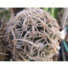 JMS 5Pcs Navajoa Peeblesiana Seeds Rare Cactus Plants