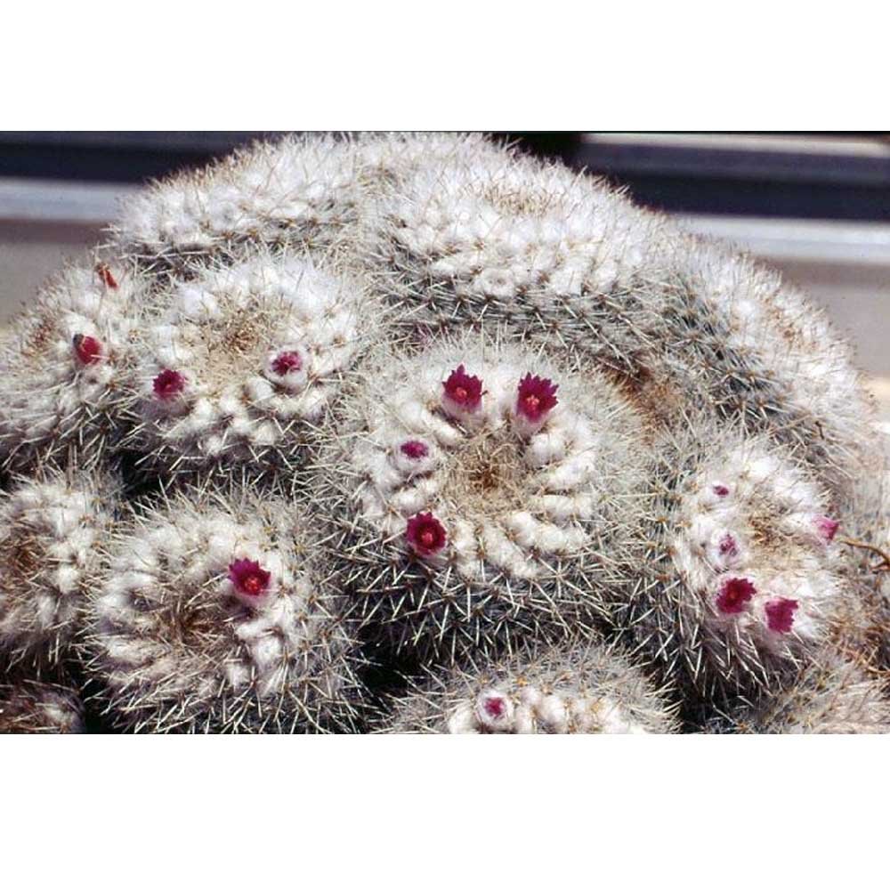 JMS 10Pcs Mammillaria Geminispina Fa Seeds Rare Cactus Plants