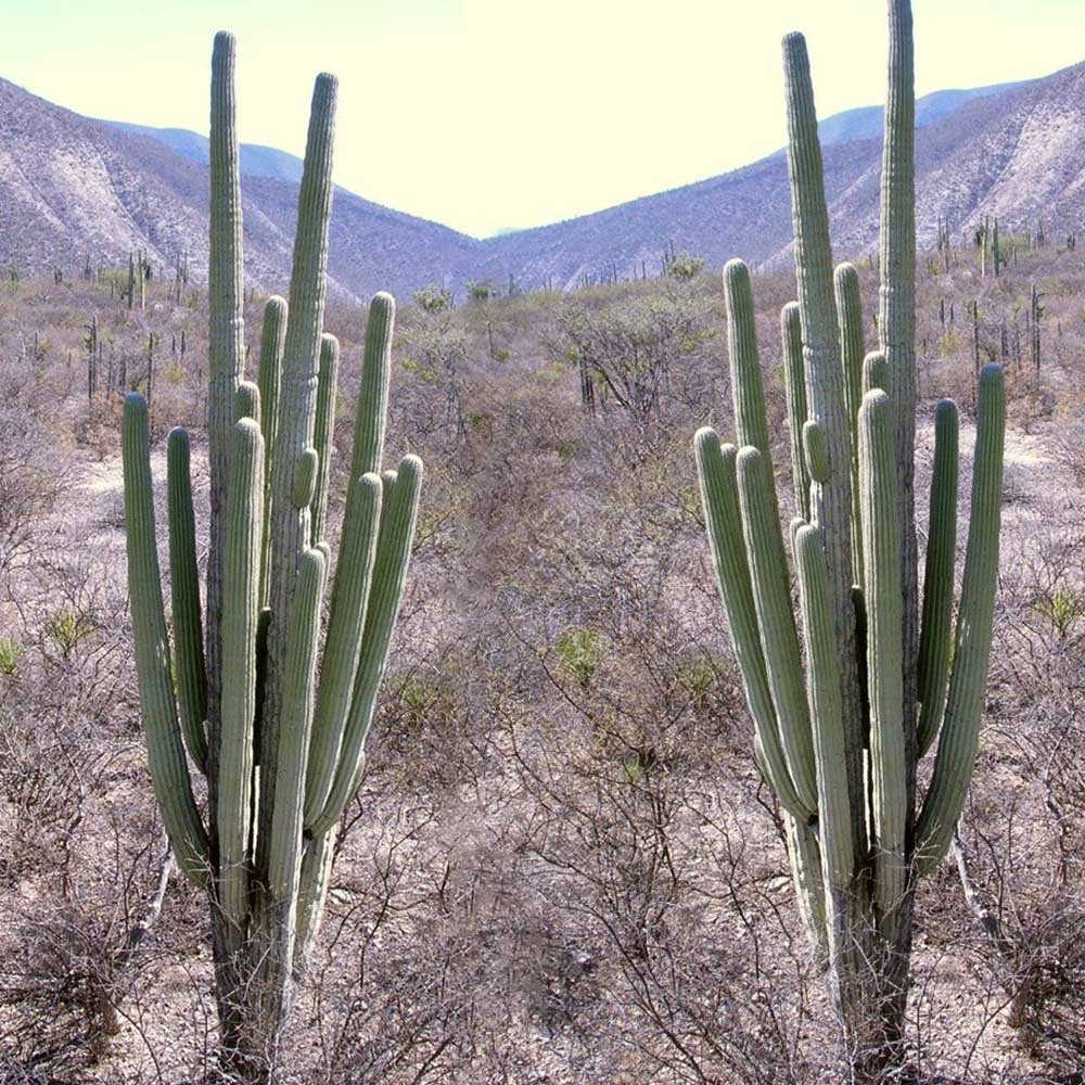 JMS 10Pcs Neobuxbaumia Tetetzo Seeds Rare Cactus Plants