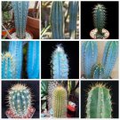JMS 10Pcs Pilosocereus Mix Seeds Rare Cactus Plants