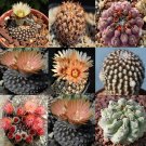 JMS 10Pcs Thelocephala Mix Seeds Rare Cactus Plants