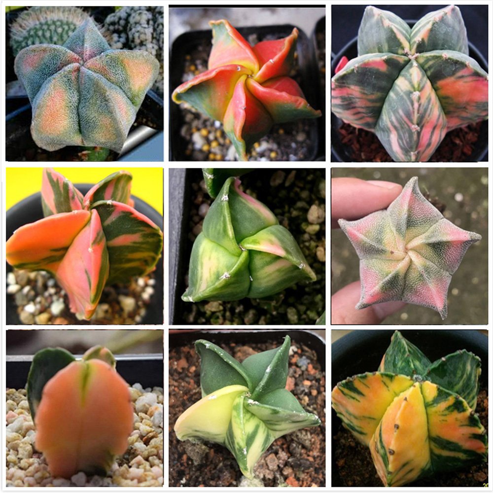 JMS 10Pcs Astrophytum Myriostigma Variegata Seeds Rare Cactus Plants