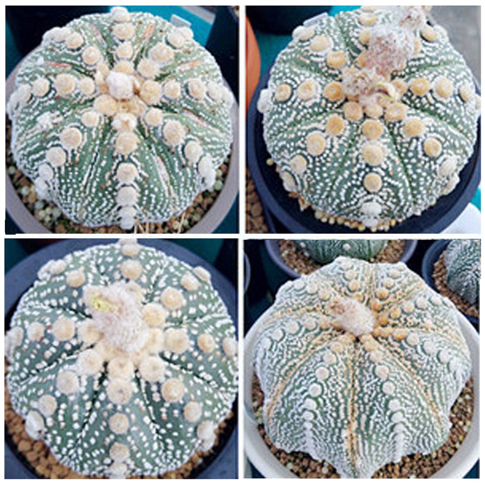 JMS 10Pcs Astrophytum Asterias Ooibo Nudum Rare Japan Cactus Seed