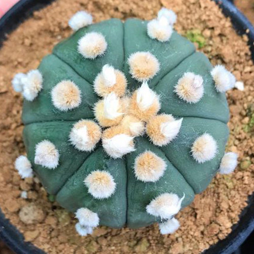 JMS 10Pcs Astrophytum Asterias  Nudum  Cactus  Seed Grow