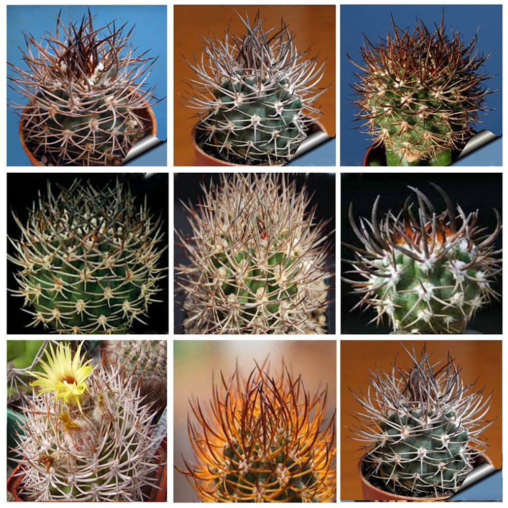JMS 10Pcs Pyrrhocactus Mix JMS Seeds Rare Cactus Plants