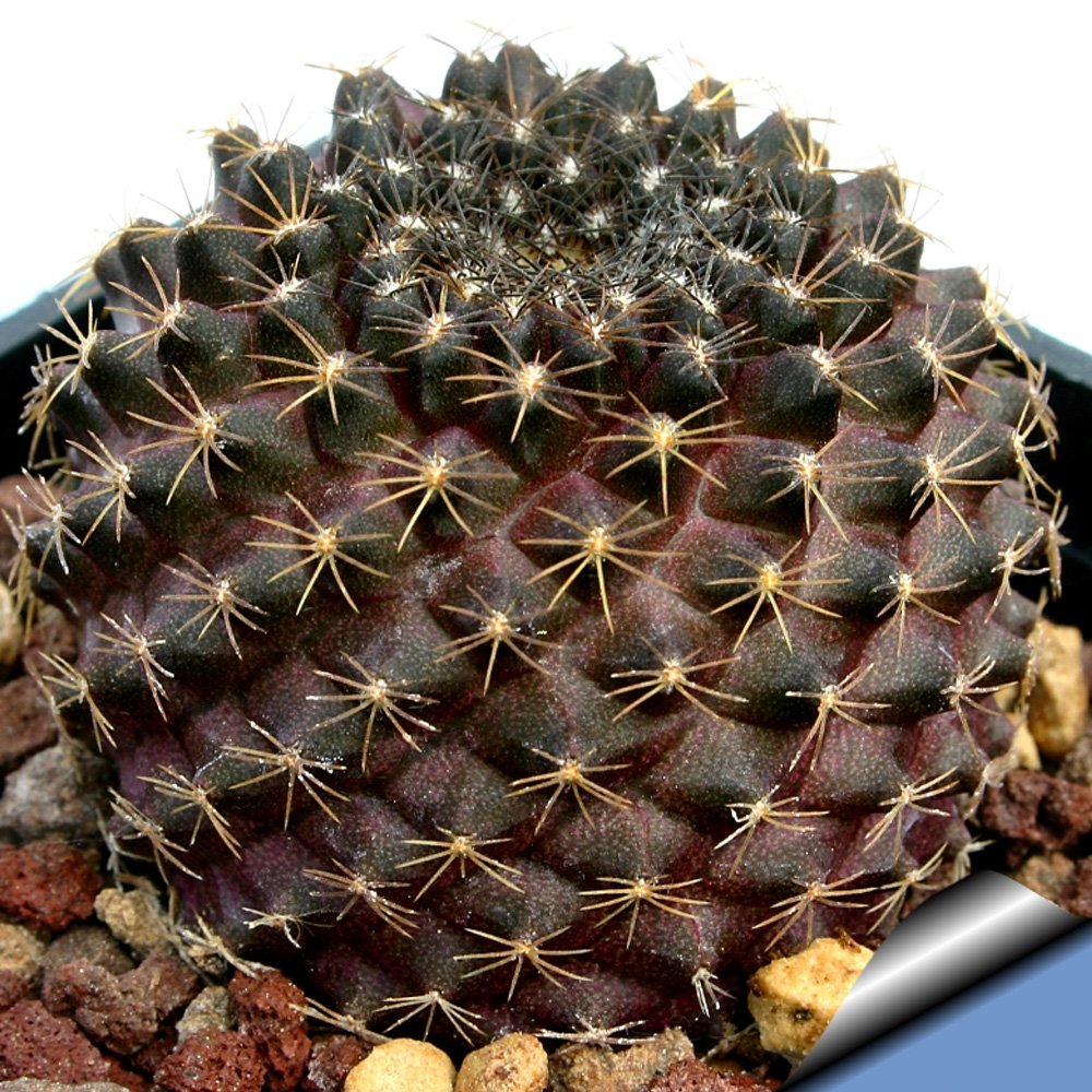 JMS 10Pcs Copiapoa Tenuissima JMS Seeds Rare Cactus Plants
