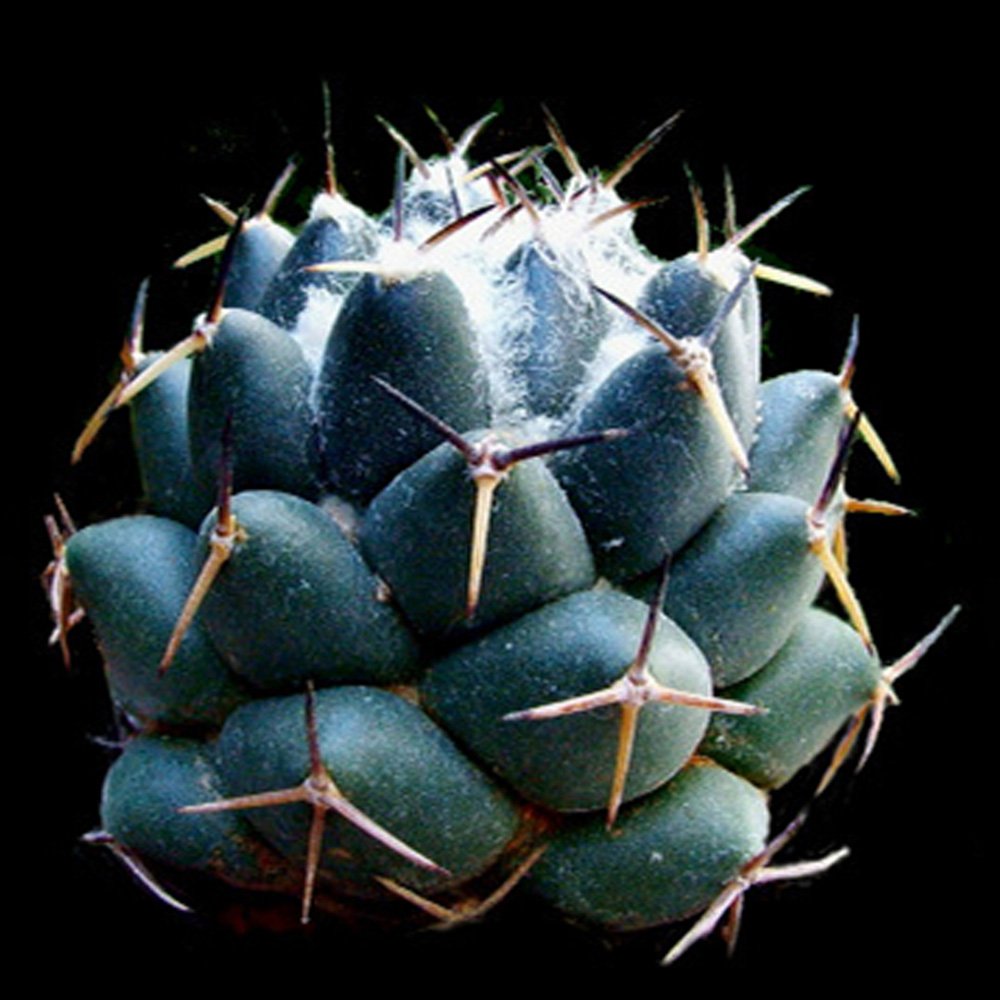 JMS 10Pcs Coryphantha Maiz-Tablasensis Seeds Rare Cactus Plants