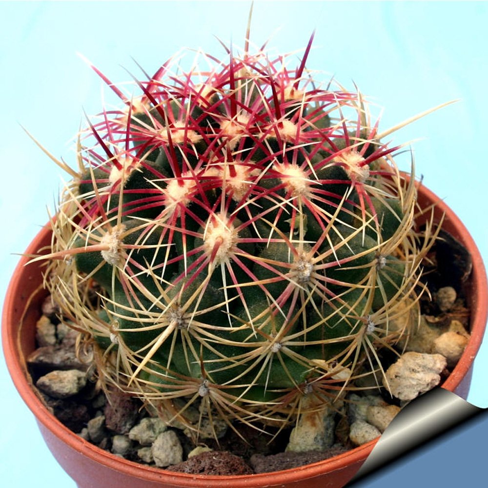 JMS 10Pcs Thelocactus Bicolor Seeds Rare Cactus Plants
