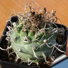 JMS 10Pcs Turbinicarpus Schwarzii Seeds Rare Cactus Plants