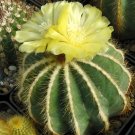 JMS 10Pcs Eriocactus Magnificus Seeds Rare Cactus Plants
