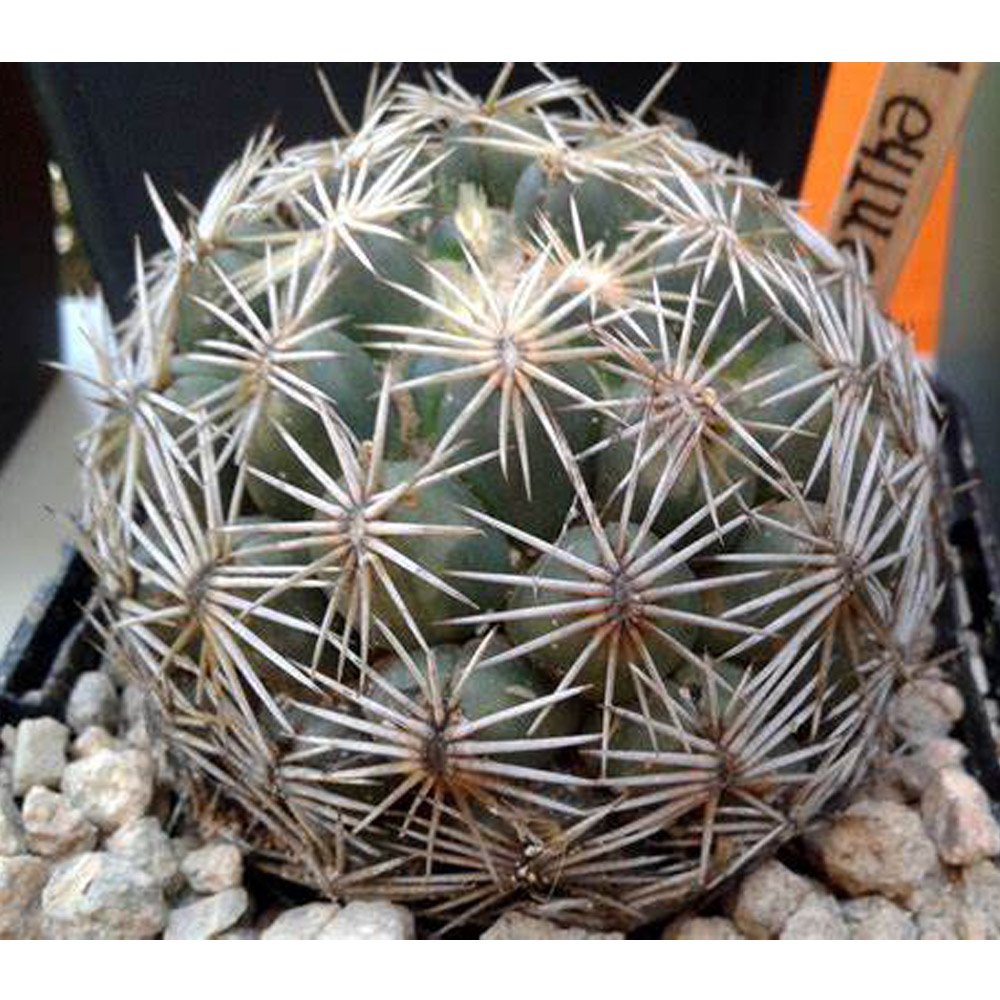 JMS 10Pcs Coryphantha Radians Seeds Rare Cactus Plants
