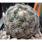 JMS 10Pcs Coryphantha Radians Seeds Rare Cactus Plants