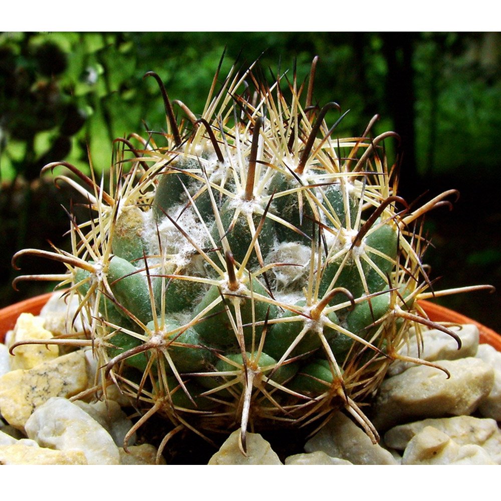 JMS 10Pcs Coryphantha Hintoniorum Seeds Rare Cactus Plants