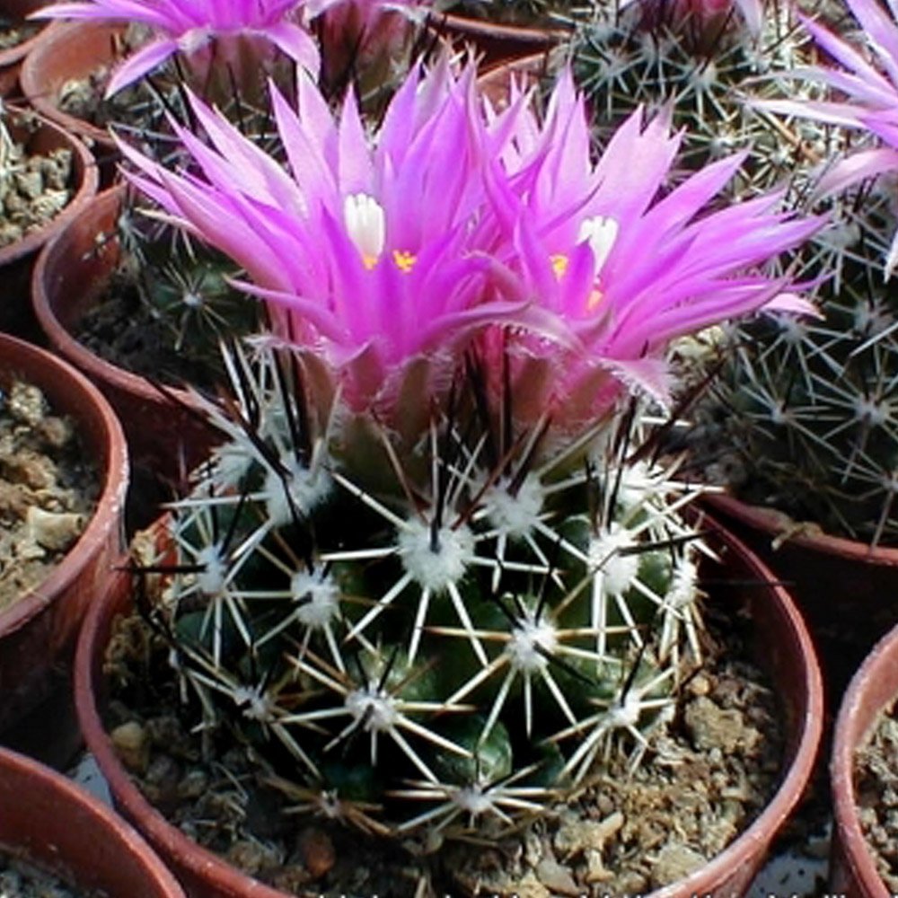 JMS 10Pcs Coryphantha Vivipara Seeds Rare Cactus Plants