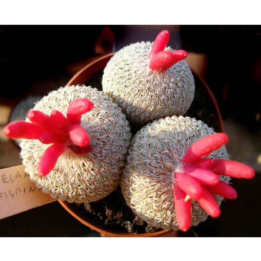 JMS 10Pcs Epithelantha Rufispina Seeds Rare Cactus Plants