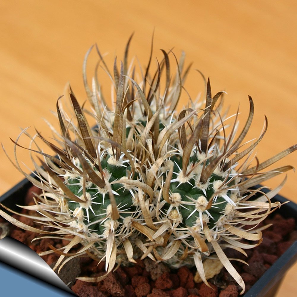 JMS 10Pcs Toumeya Papyracantha Seeds Rare Cactus Plants
