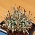 JMS 10Pcs Toumeya Papyracantha Seeds Rare Cactus Plants