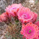 JMS 10Pcs Echinocereus Roetteri Seeds Rare Cactus Plants