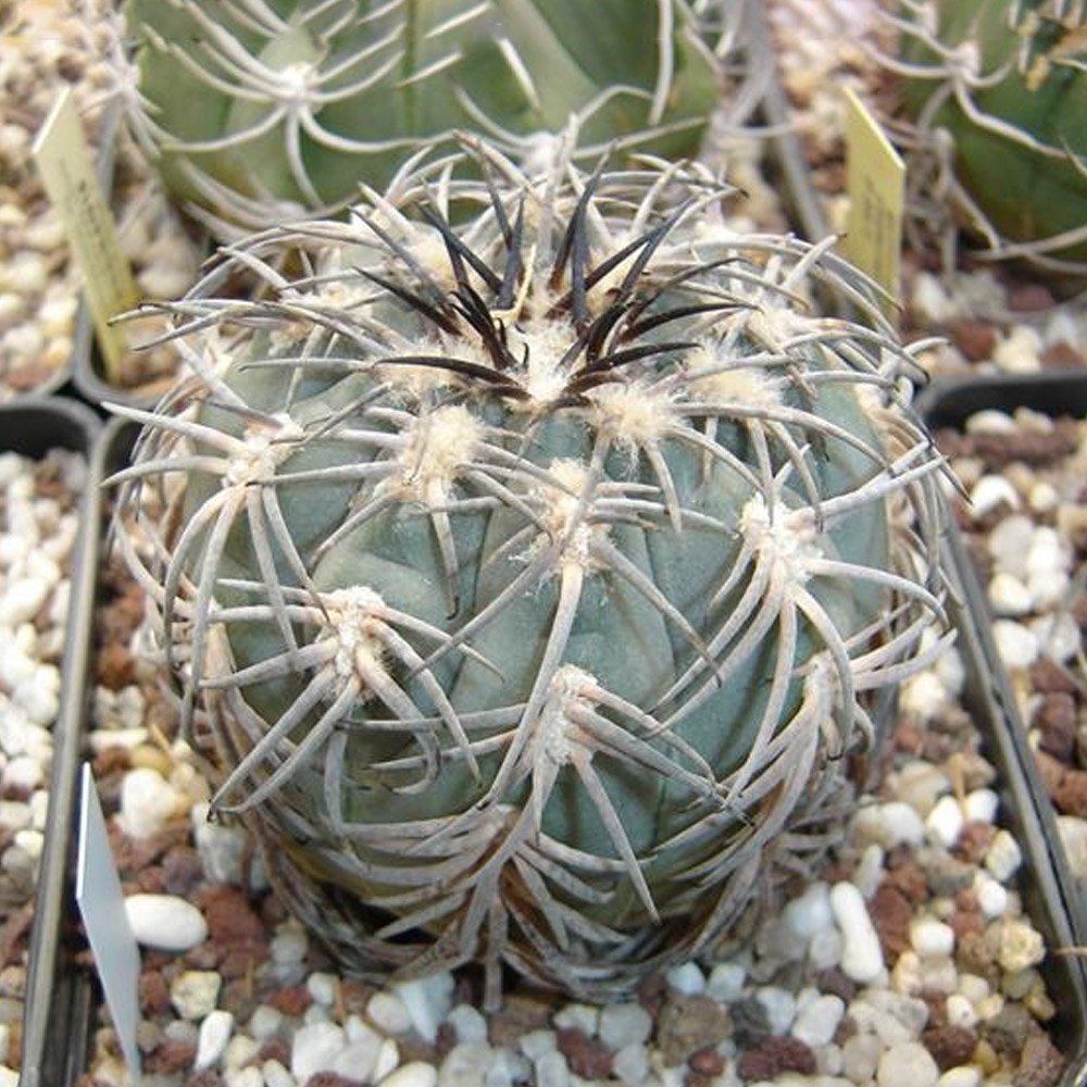 JMS 10Pcs Gymnocalycium Spegazzinii Ssp. Horizonthalonium Seeds Rare Cactus Plants